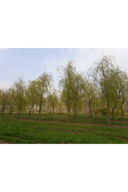 Ива золотисто волосистая Хрисокома во взрослом возрасте 